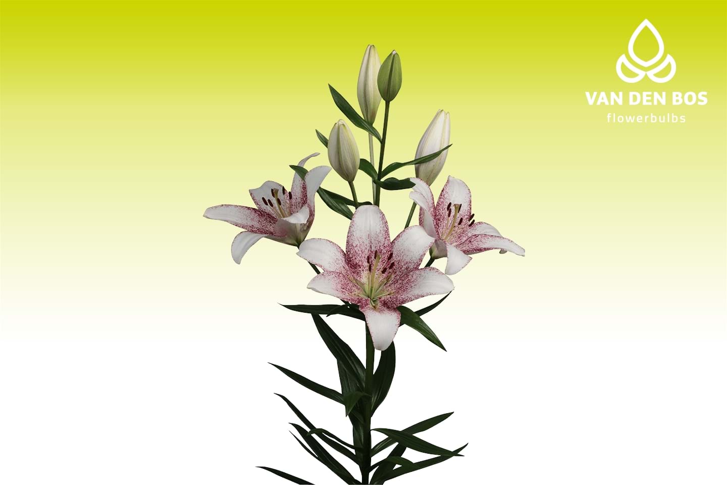 Lilies : Sweet Zanica LxA Hybrid Lily – Shop Onings America